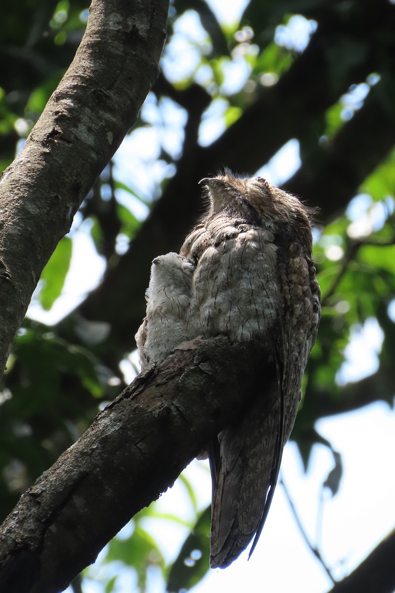 Northern Potoo - Karla Lara