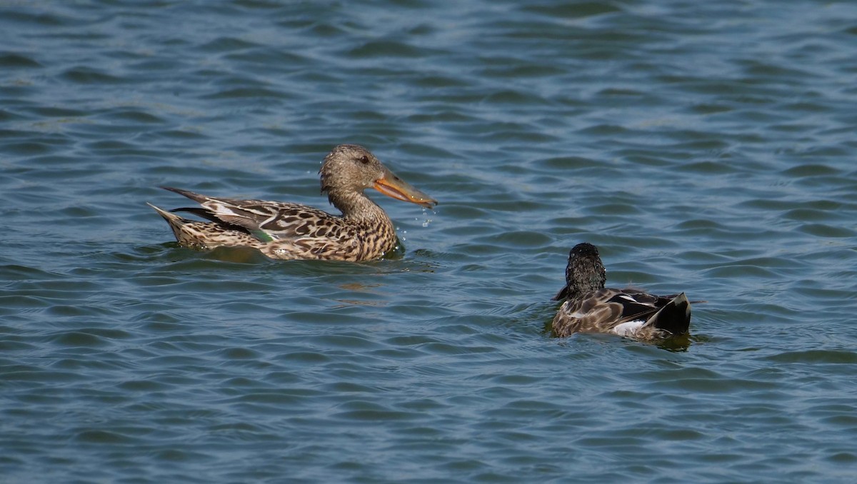 Northern Shoveler - Sylvie Martel / Gaétan Giroux