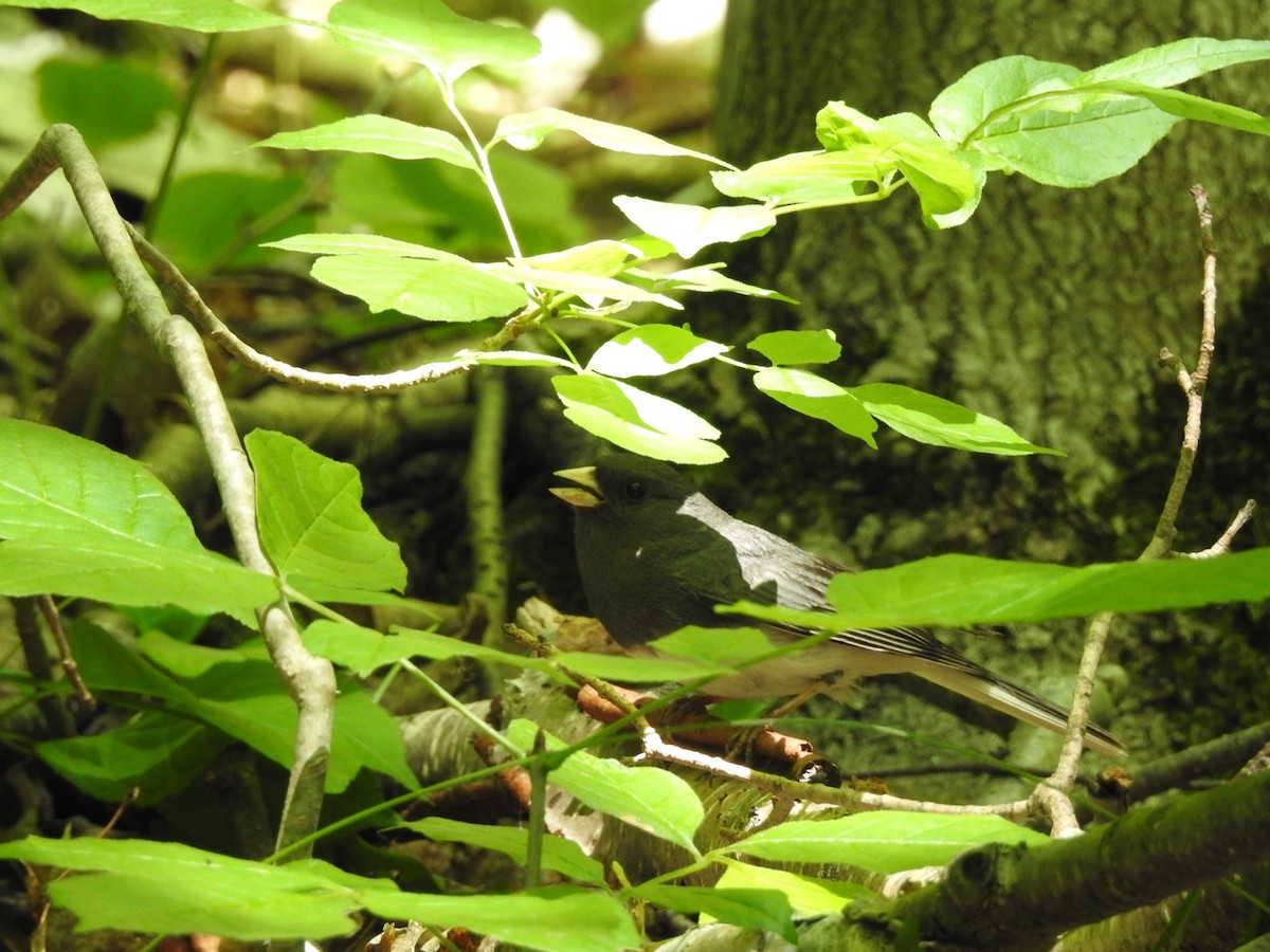 Dark-eyed Junco - ML352733881