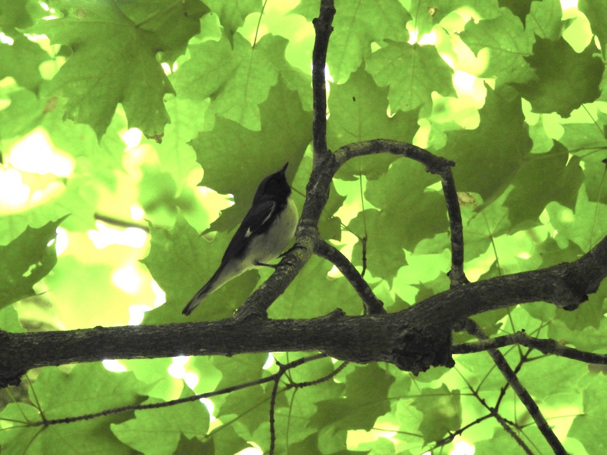 Black-throated Blue Warbler - ML352734141