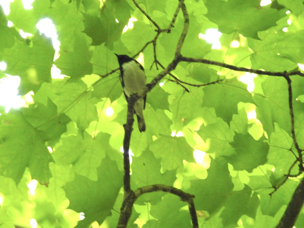 Black-throated Blue Warbler - ML352734151