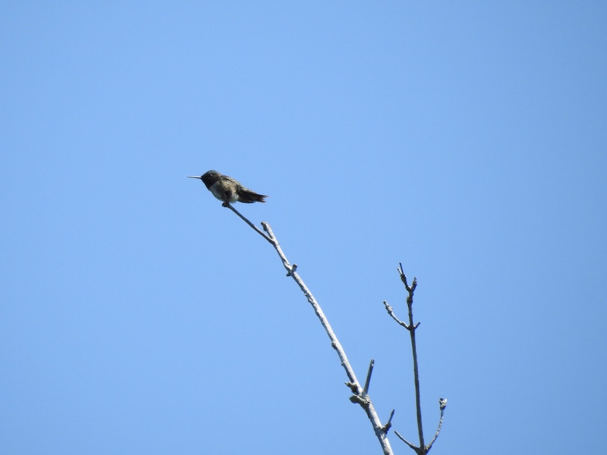 Ruby-throated Hummingbird - Cindy McGregor