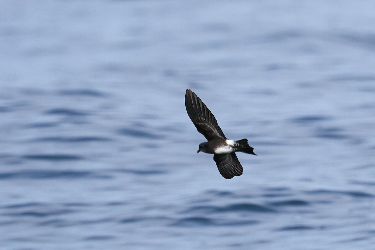 Elliot's Storm-Petrel - ML352734901