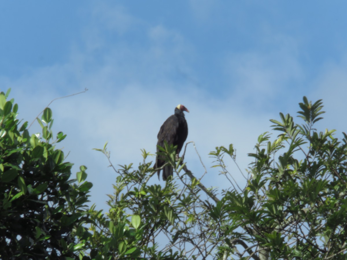 Turkey Vulture - Alexander  Torres