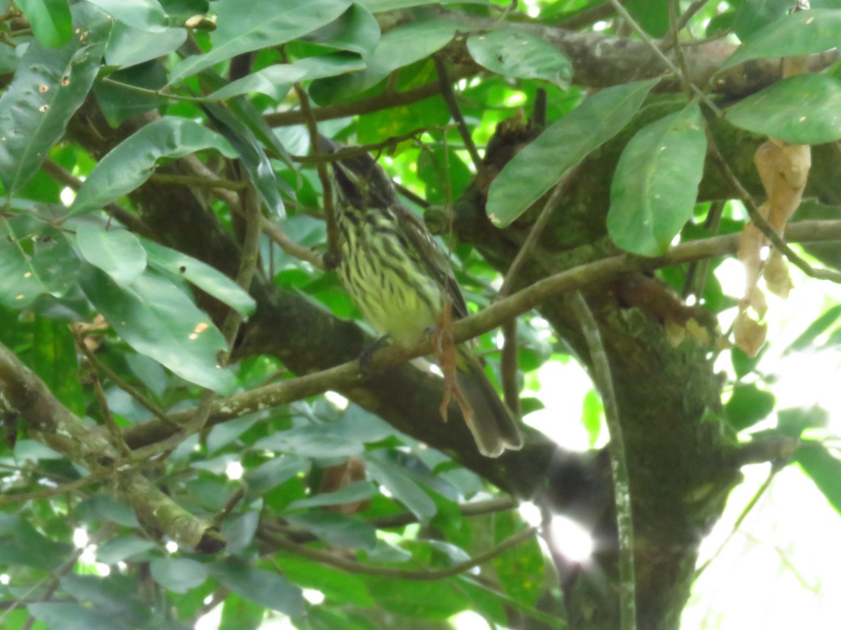 Streaked Flycatcher - Alexander  Torres