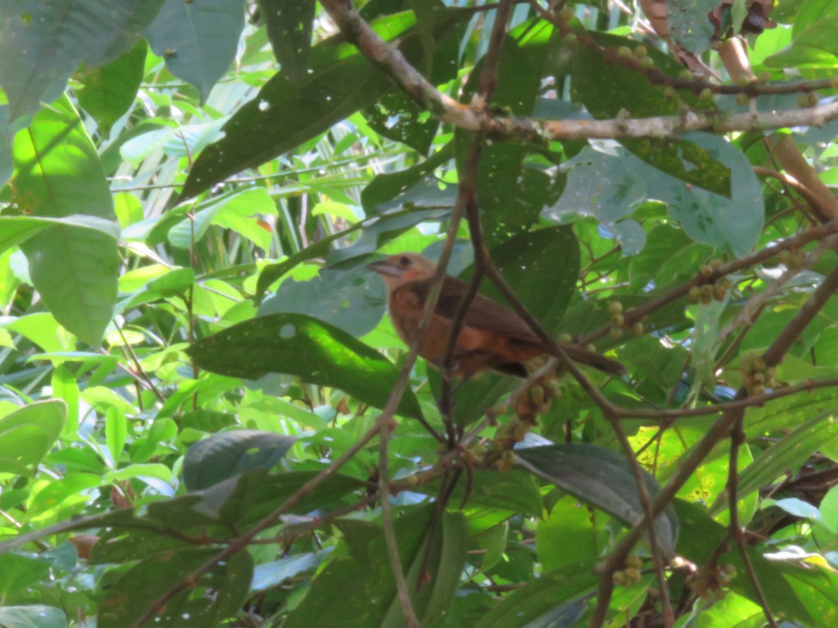 Silver-beaked Tanager - Alexander  Torres