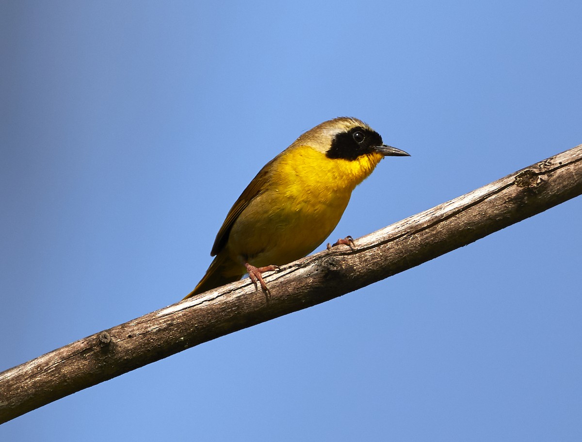 Common Yellowthroat - ML352737341