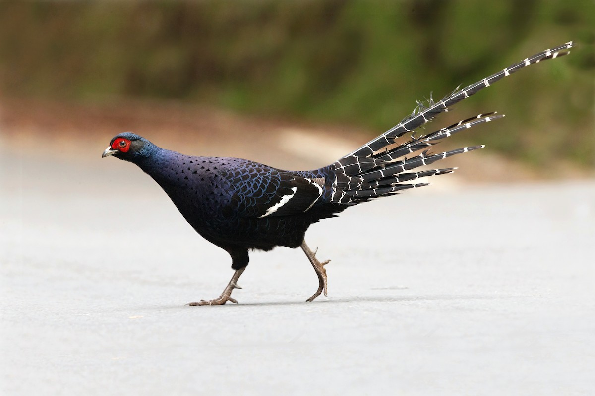 Mikado Pheasant - ML352737601