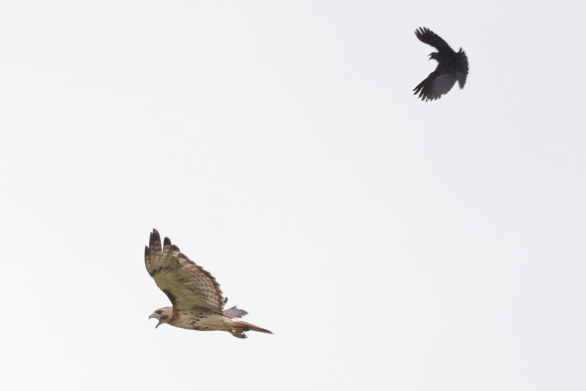 Red-tailed Hawk (borealis) - ML352737721