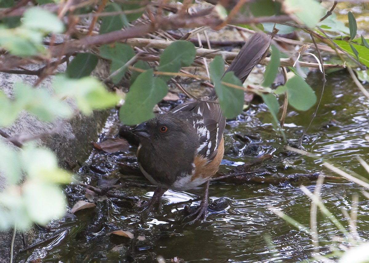 Spotted Towhee - ML352738001