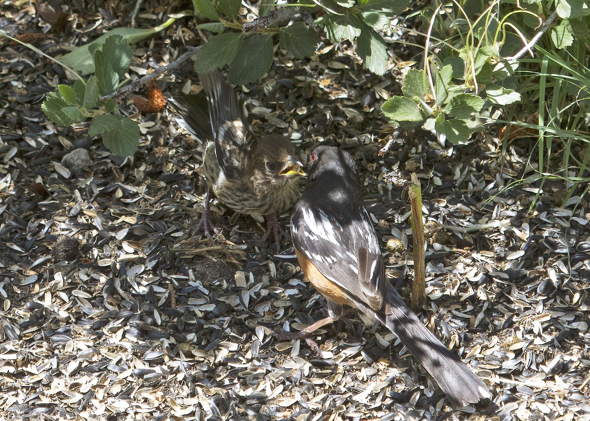 Spotted Towhee - ML352738031