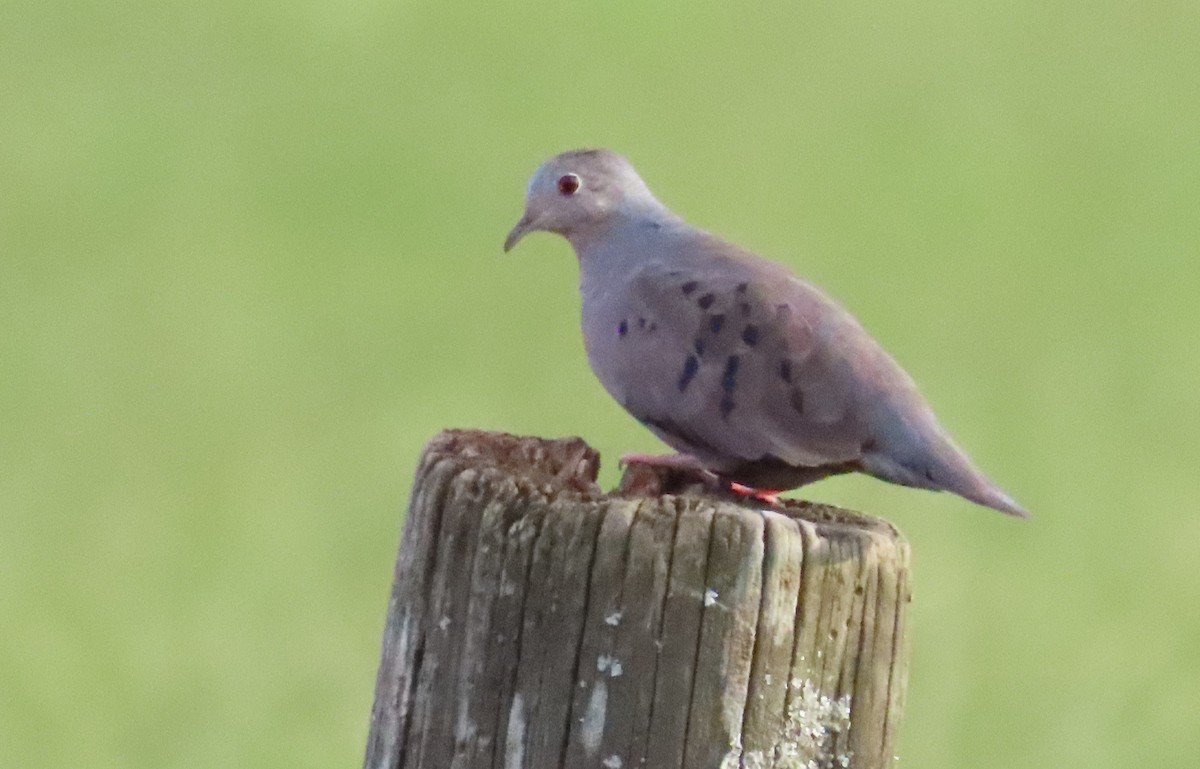 Plain-breasted Ground Dove - ML352738051