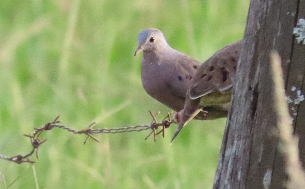 Plain-breasted Ground Dove - ML352738071