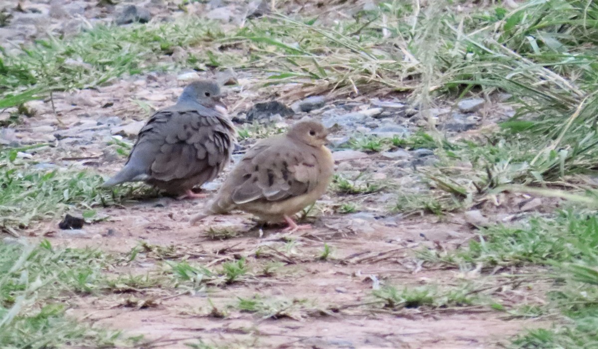Plain-breasted Ground Dove - ML352738121