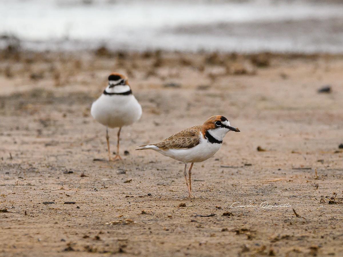 Collared Plover - Carlos Rossello