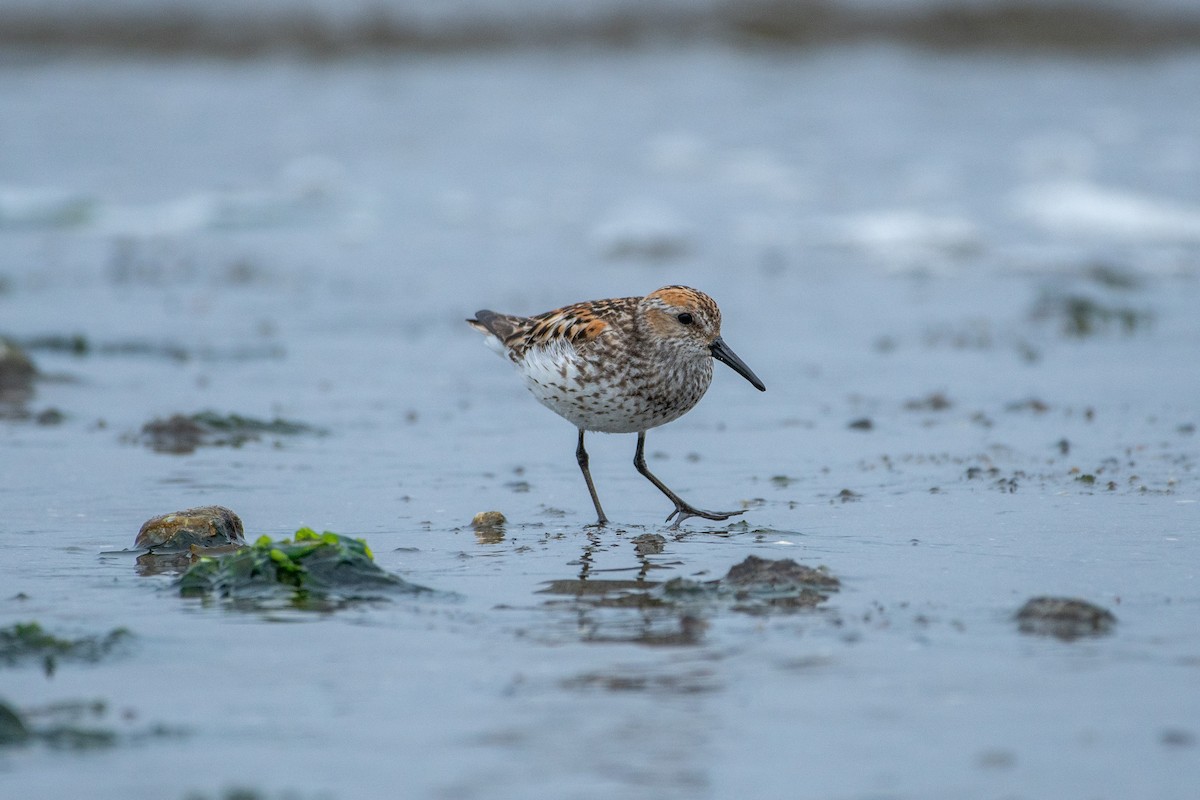 Western Sandpiper - Alex Wang