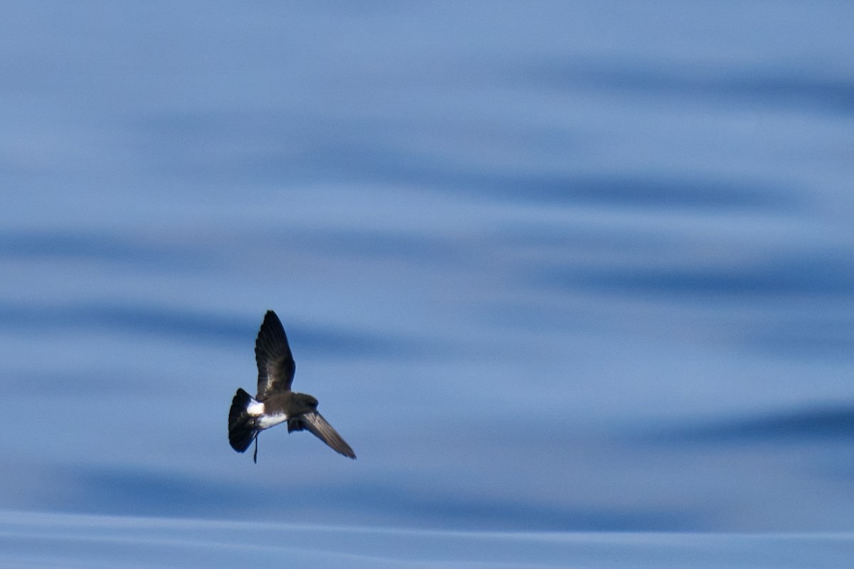 Elliot's Storm-Petrel - ML352740951