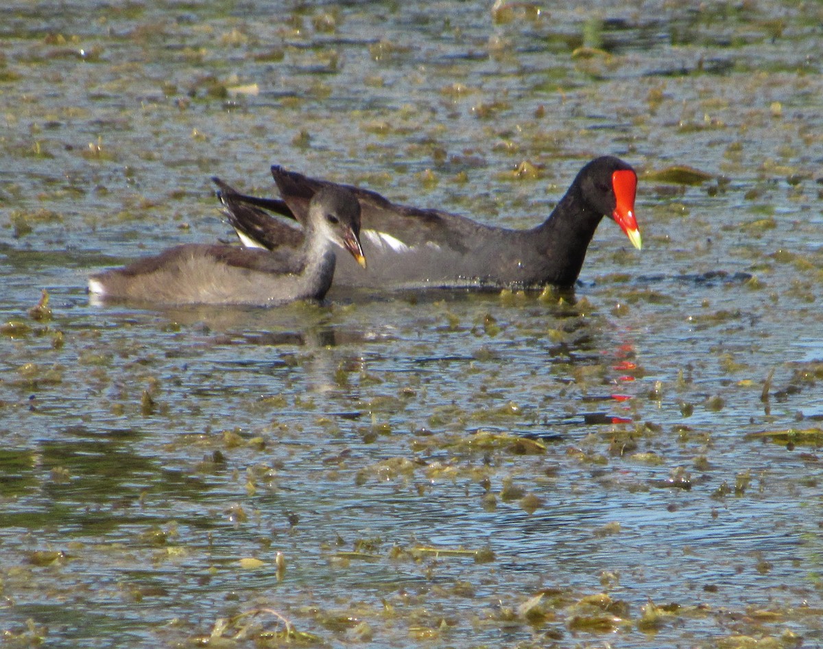 Common Gallinule - ML352741421