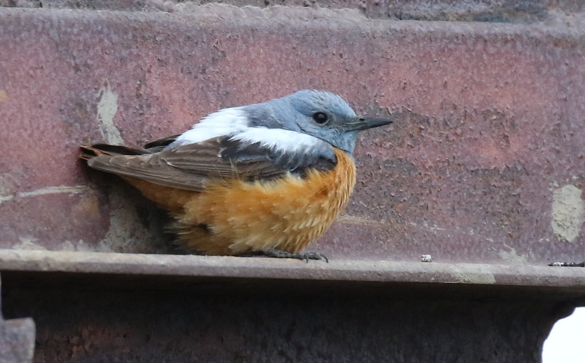 Rufous-tailed Rock-Thrush - ML352742901