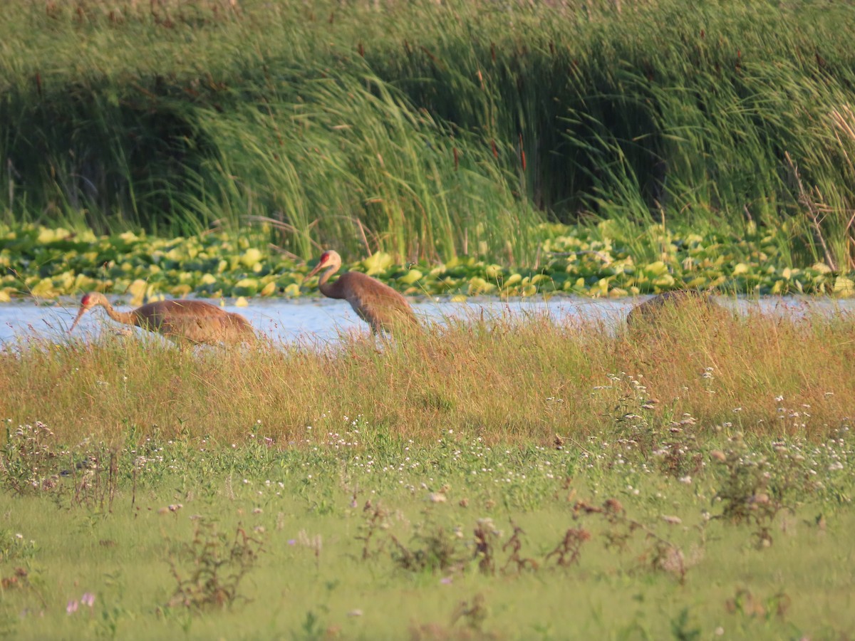 Sandhill Crane - ML352743491