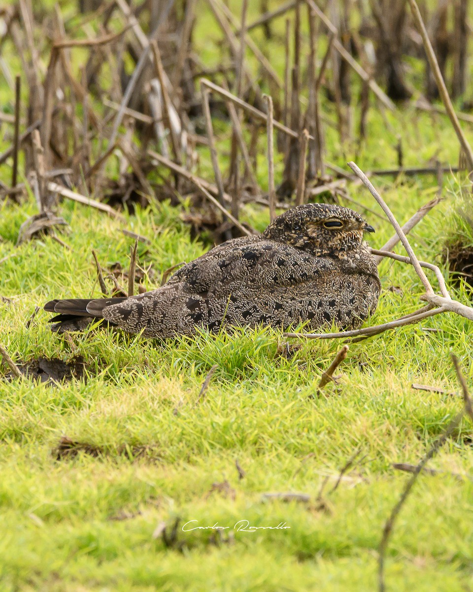 Weißbauch-Nachtschwalbe - ML352743891