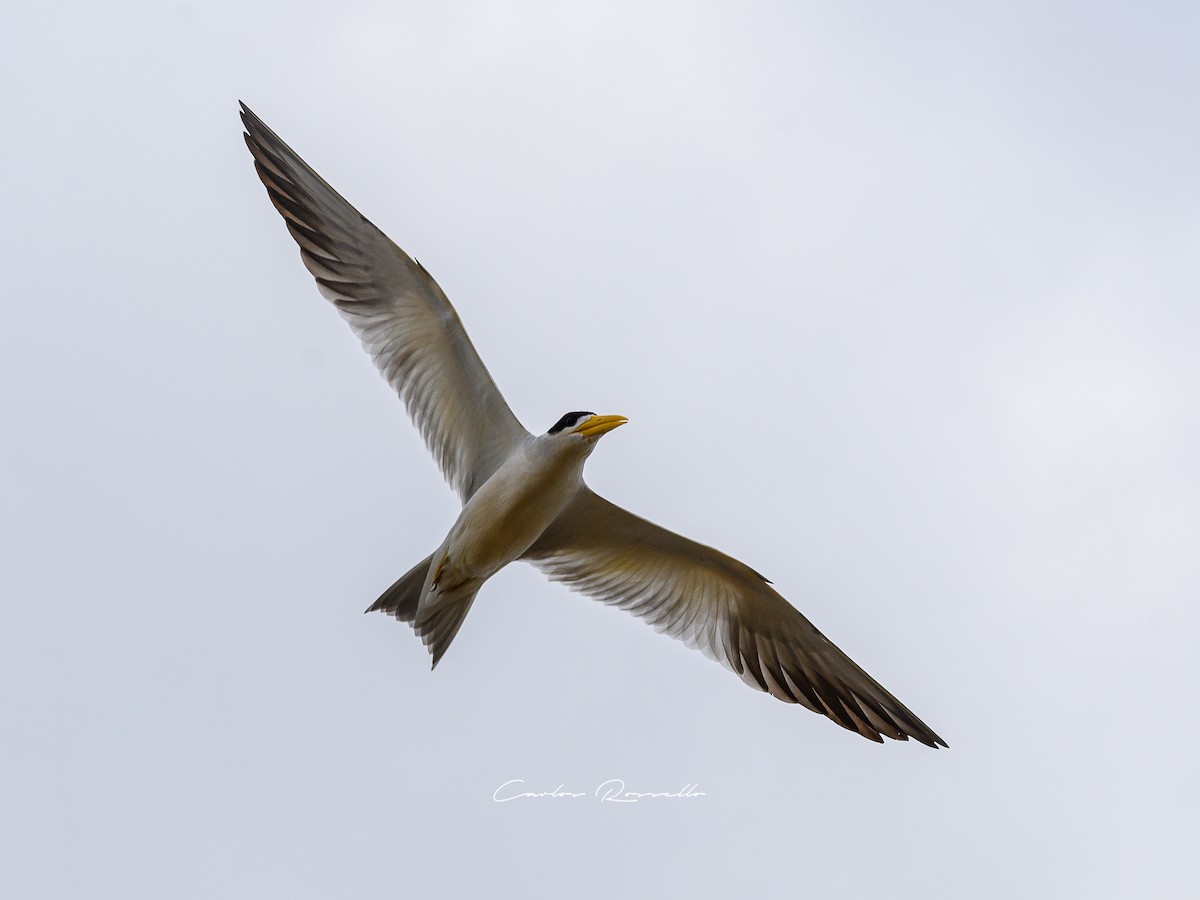 Large-billed Tern - Carlos Rossello