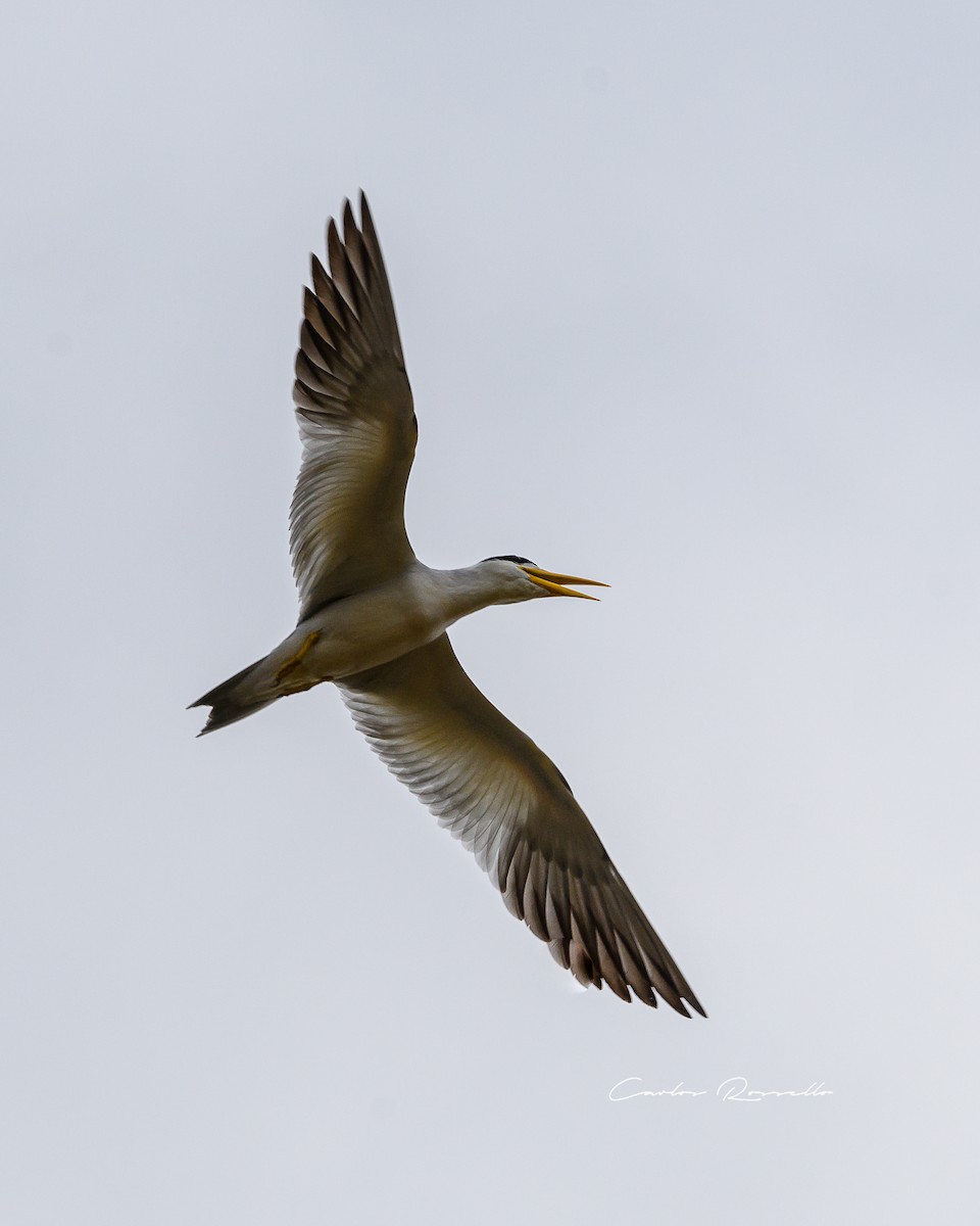 Large-billed Tern - ML352744371