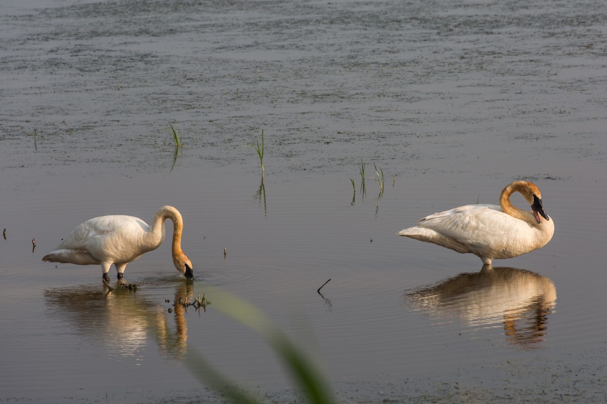 Trumpeter Swan - Camille Merrell