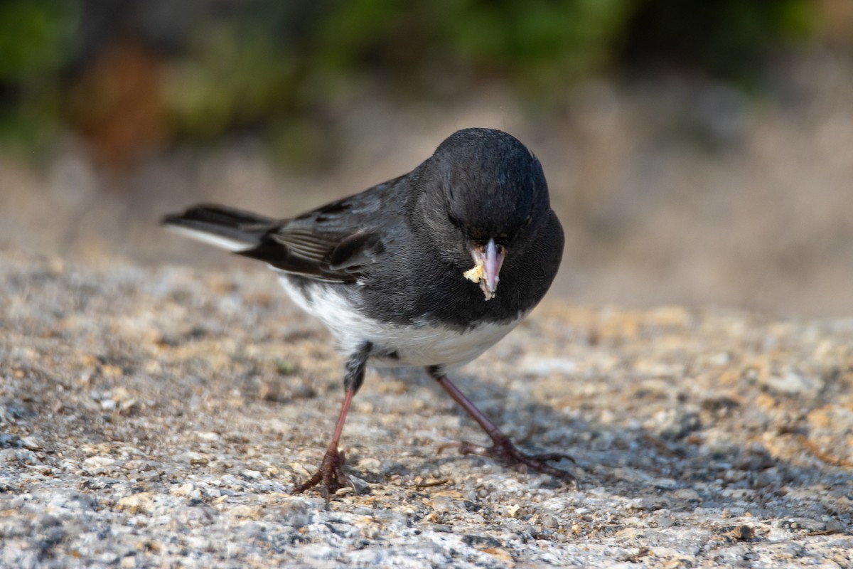 Dark-eyed Junco - ML352745951