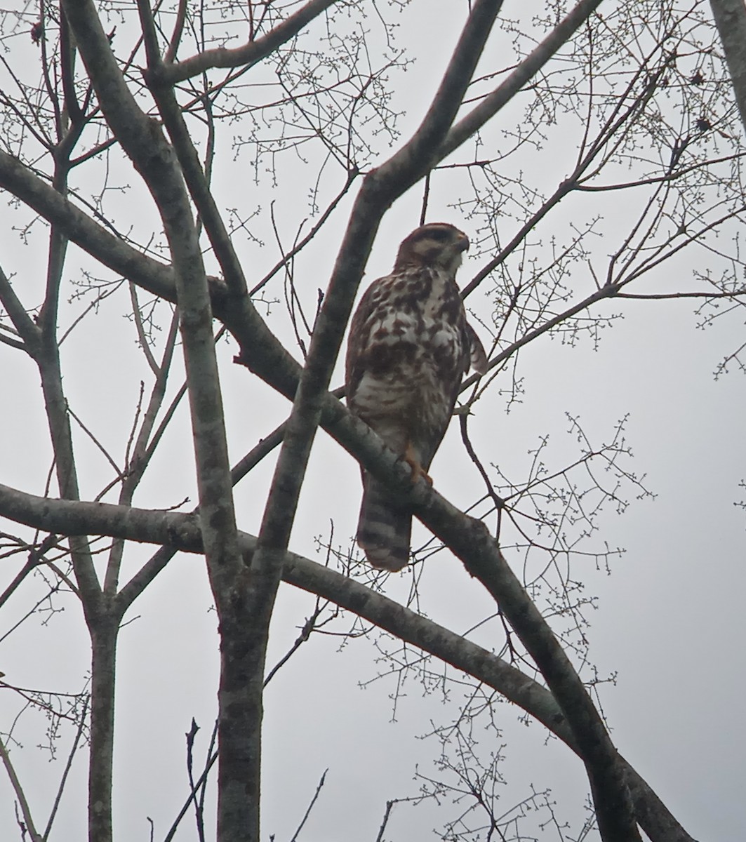 Gray Hawk - Euclides "Kilo" Campos