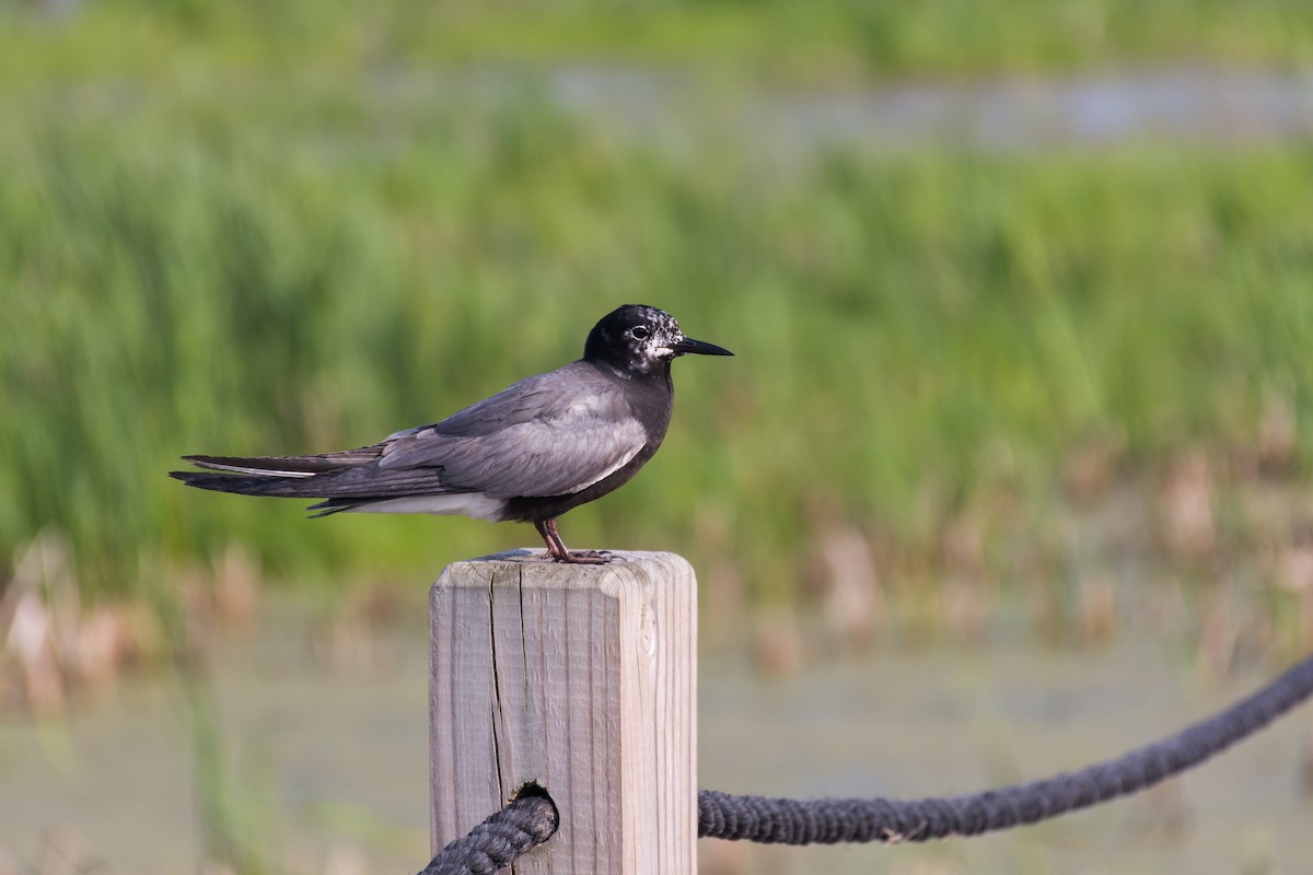 Black Tern - ML352746791