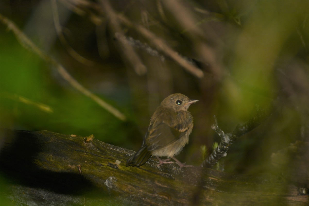 カマドムシクイ - ML352747171