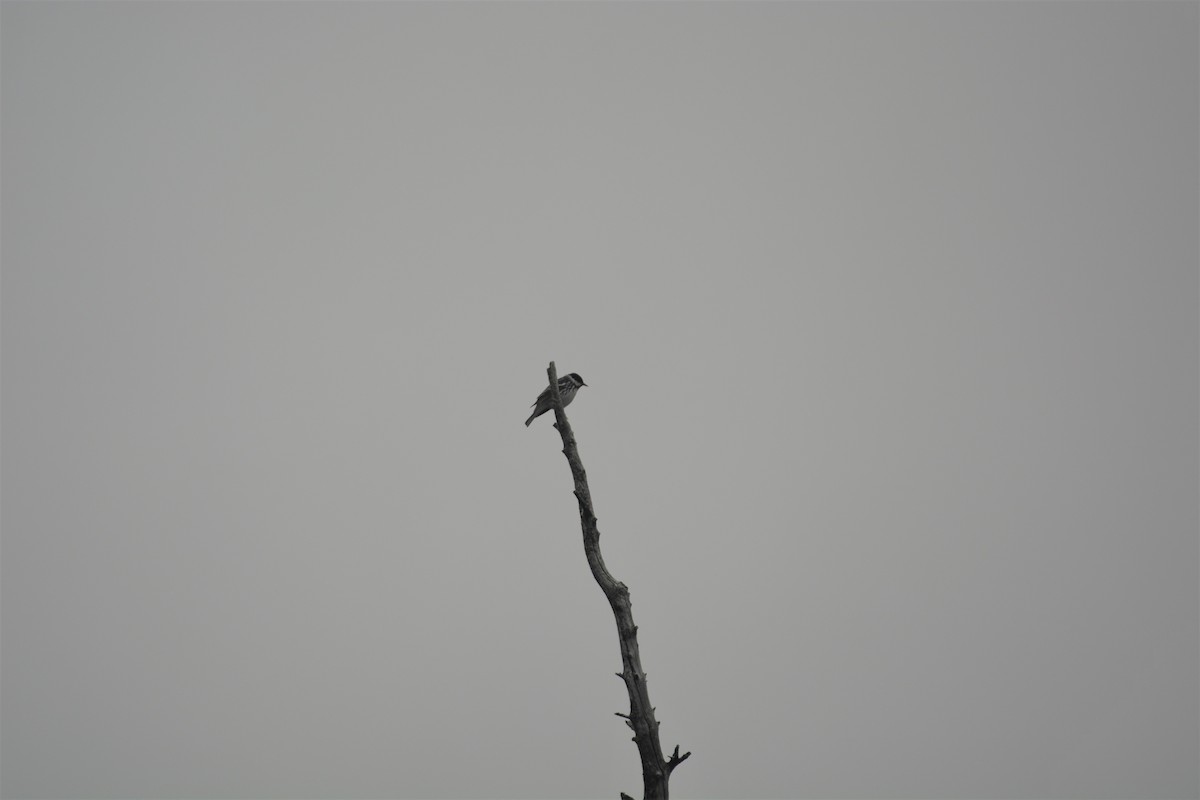 Blackpoll Warbler - ML352747541