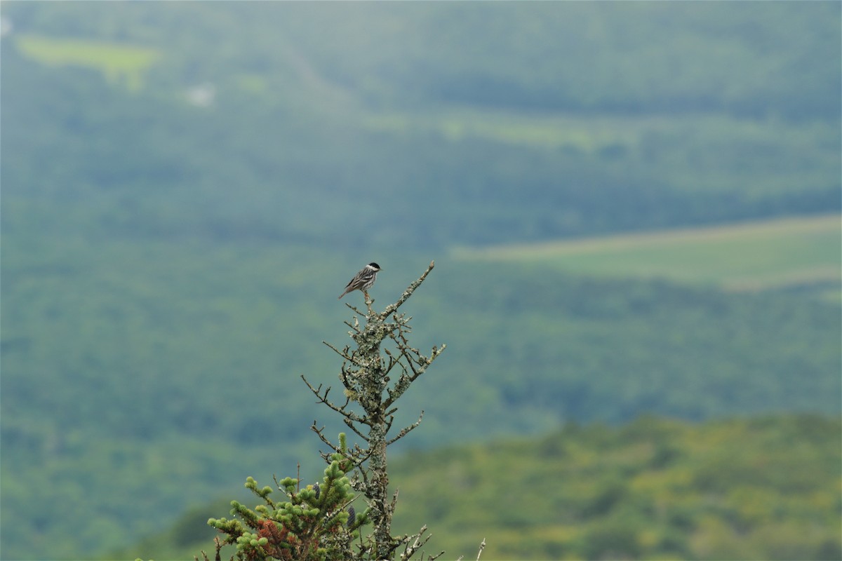 Blackpoll Warbler - ML352747561