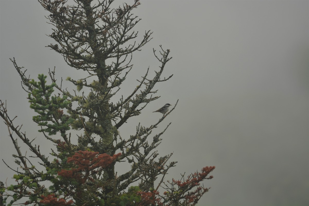 Blackpoll Warbler - ML352747571