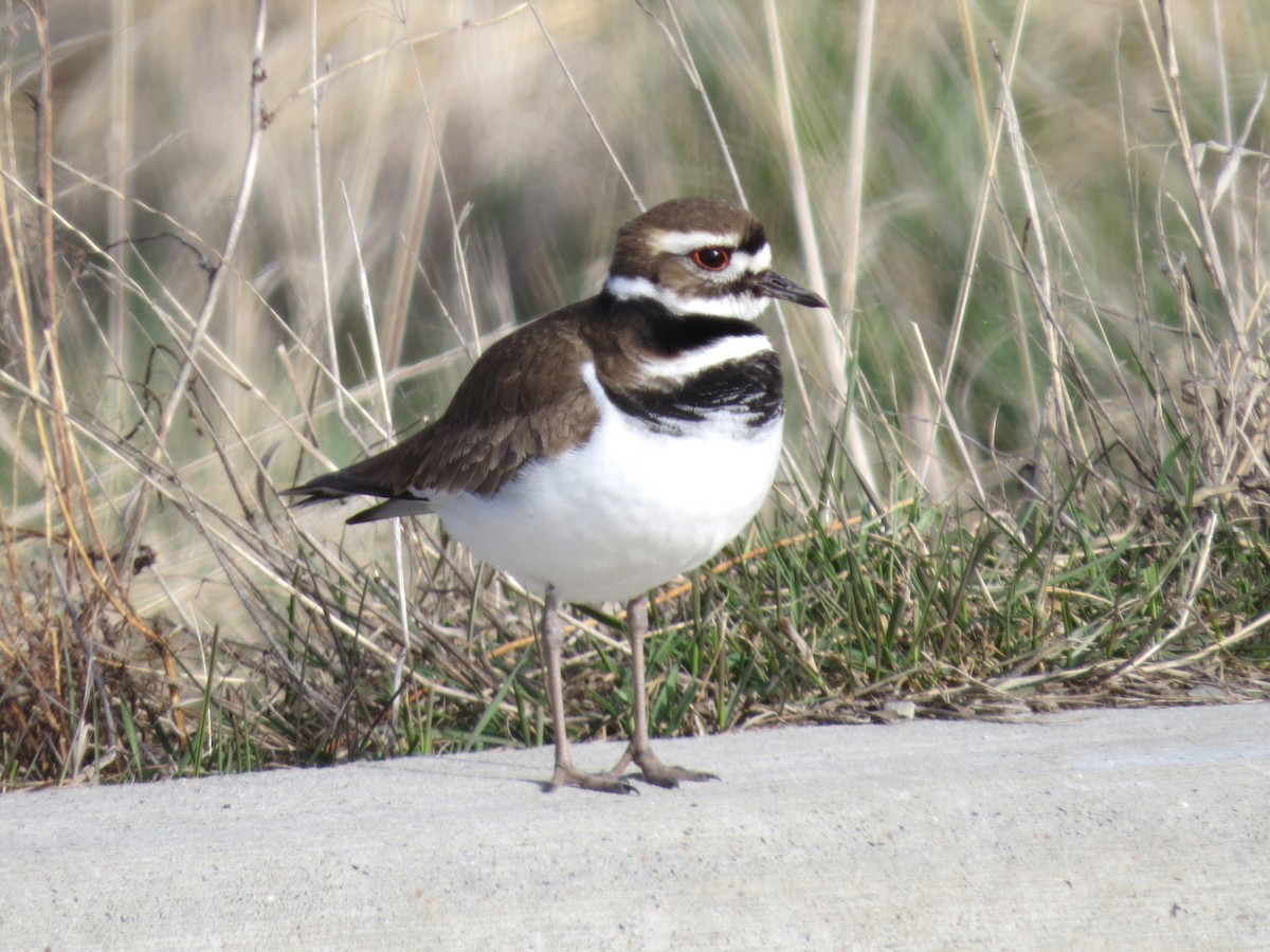 Killdeer - Jon Isacoff