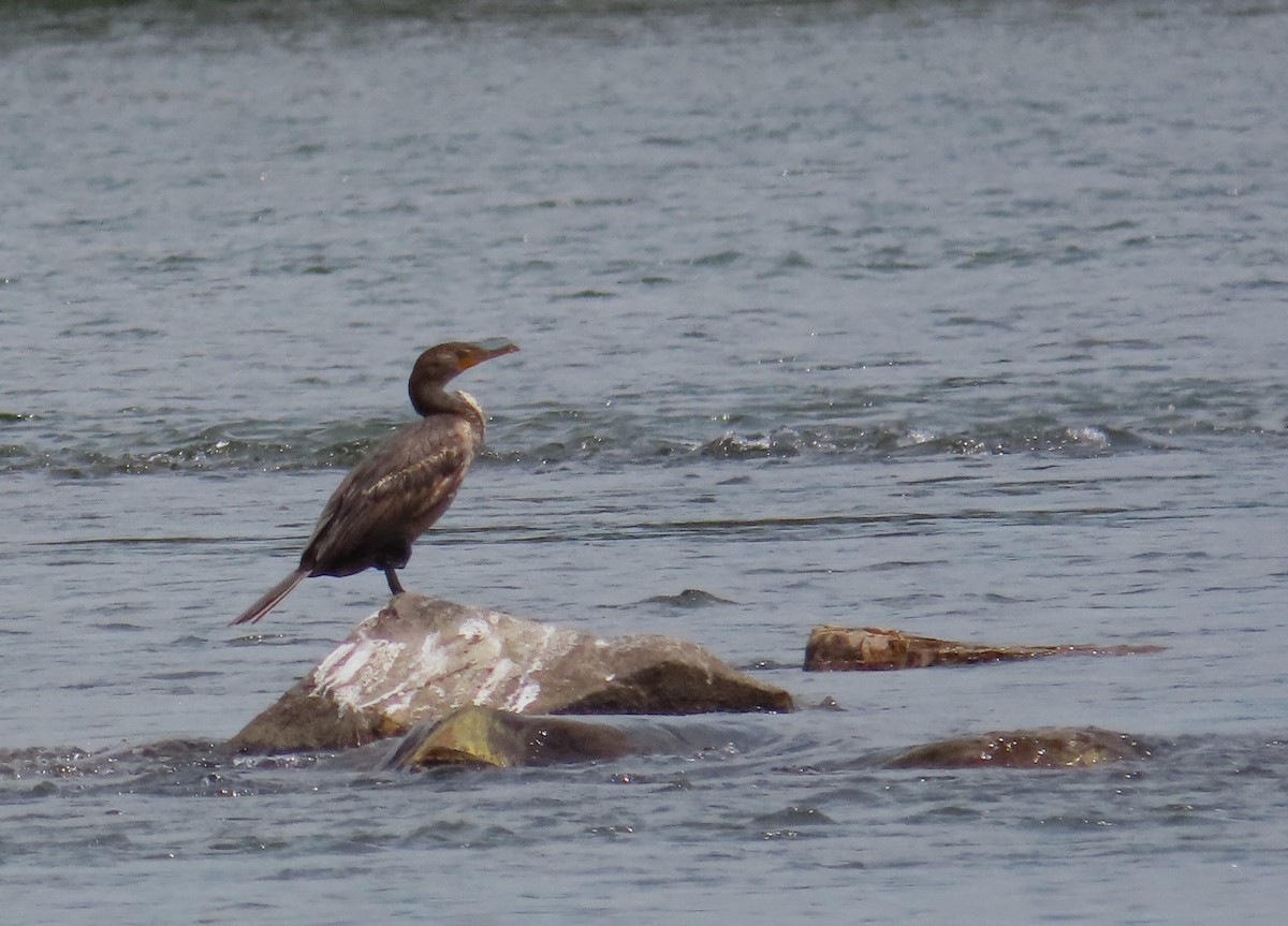 Double-crested Cormorant - ML352750621