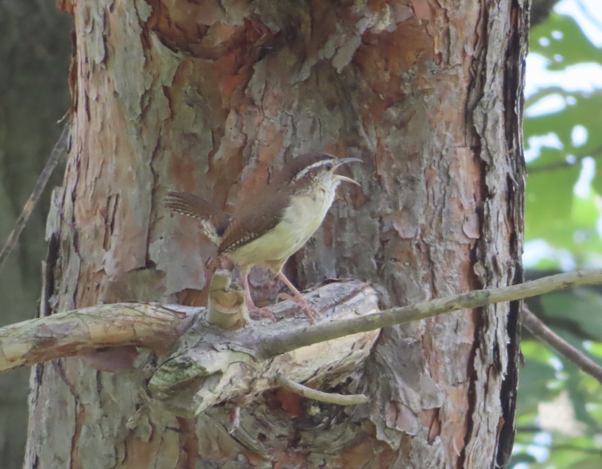 Carolina Wren - ML352754641