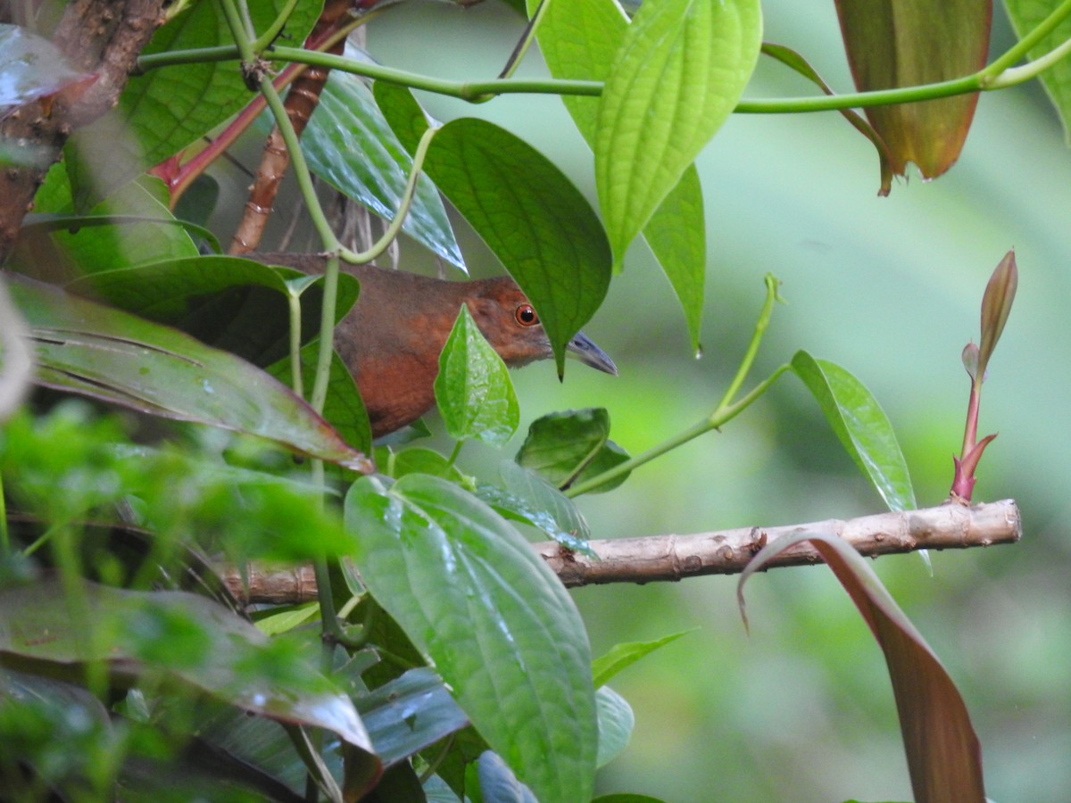 Slaty-legged Crake - ML352755041