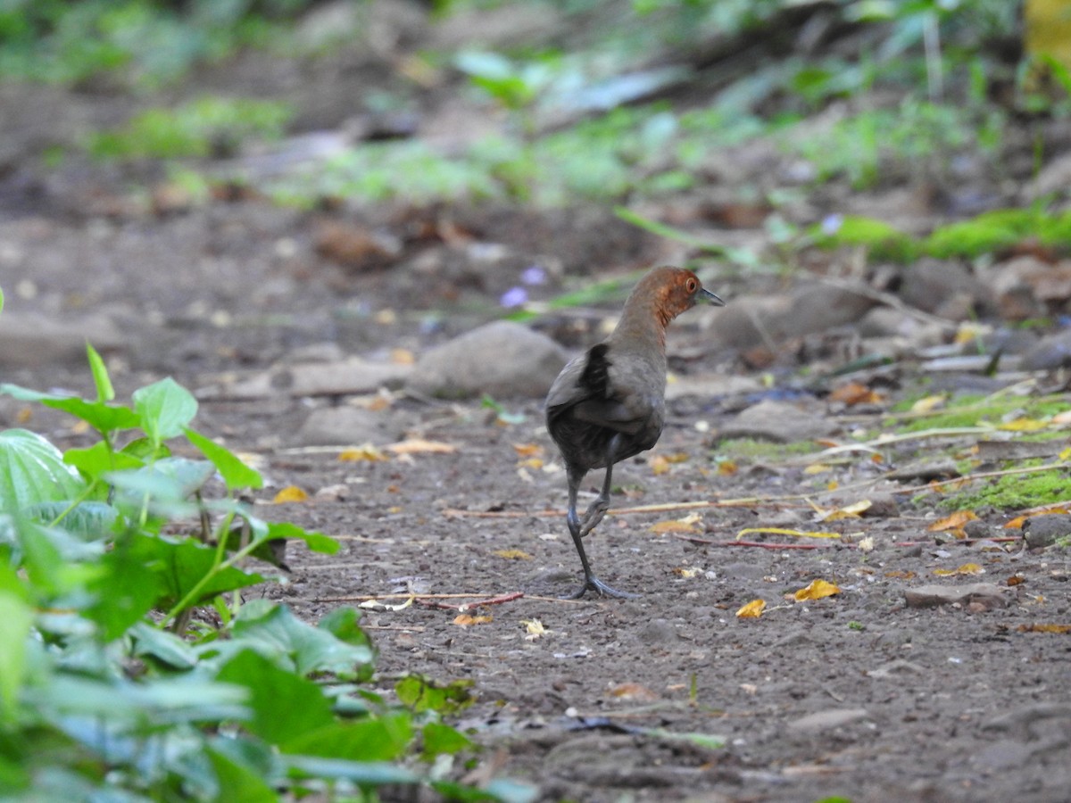 Slaty-legged Crake - ML352755101