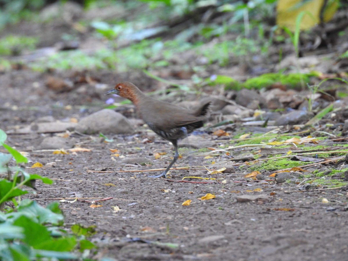 Slaty-legged Crake - ML352755121