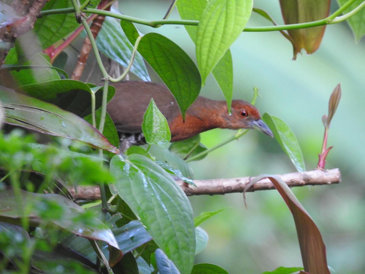 Slaty-legged Crake - ML352755181