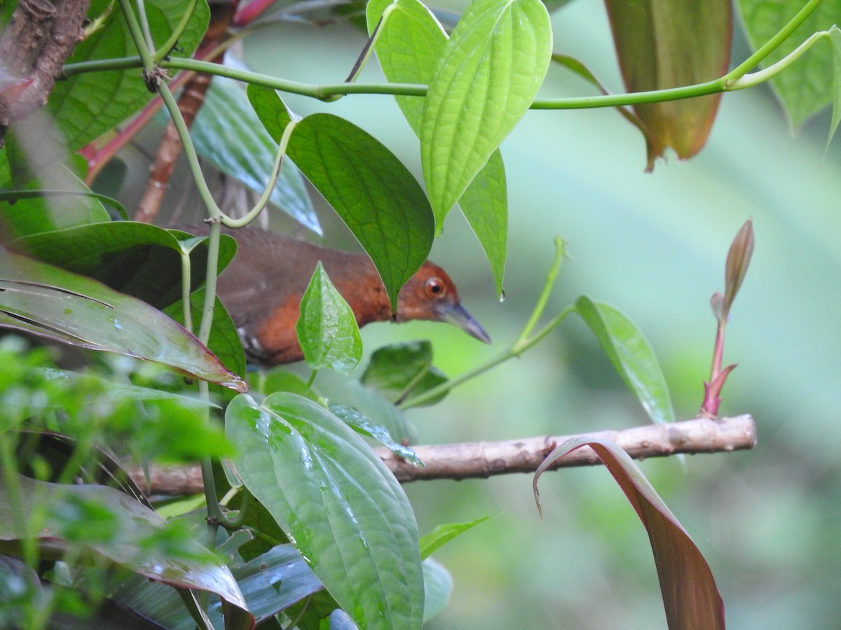 Slaty-legged Crake - ML352755201