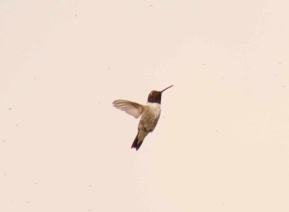 Colibrí Gorjinegro - ML35275541