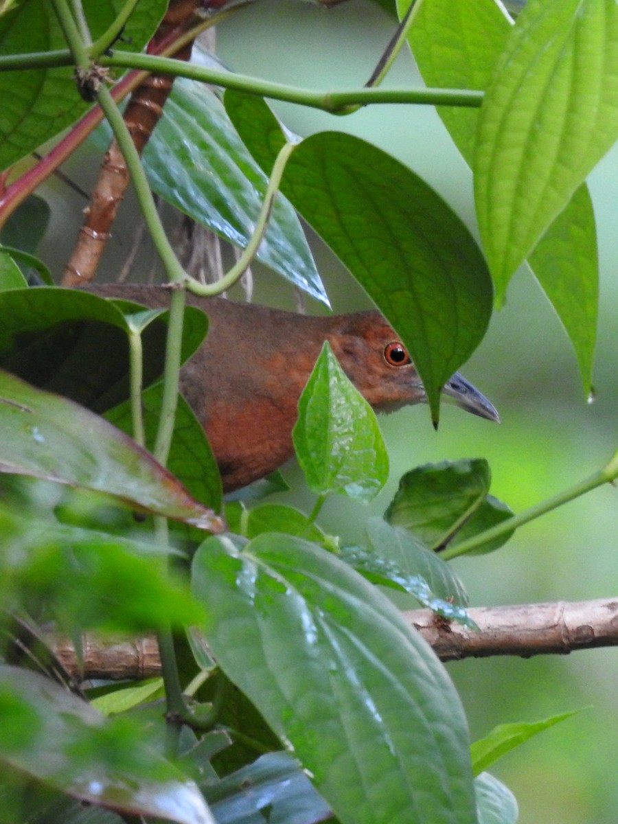 Slaty-legged Crake - ML352756231