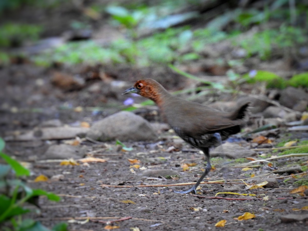 Slaty-legged Crake - ML352756251