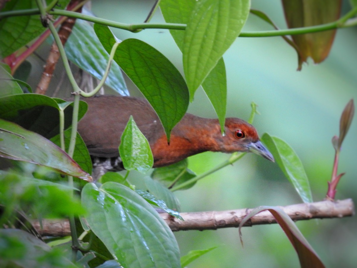 Slaty-legged Crake - ML352756261