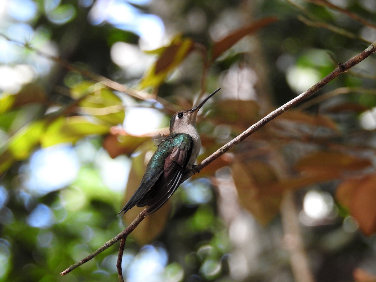 kolibřík klínoocasý - ML352760531