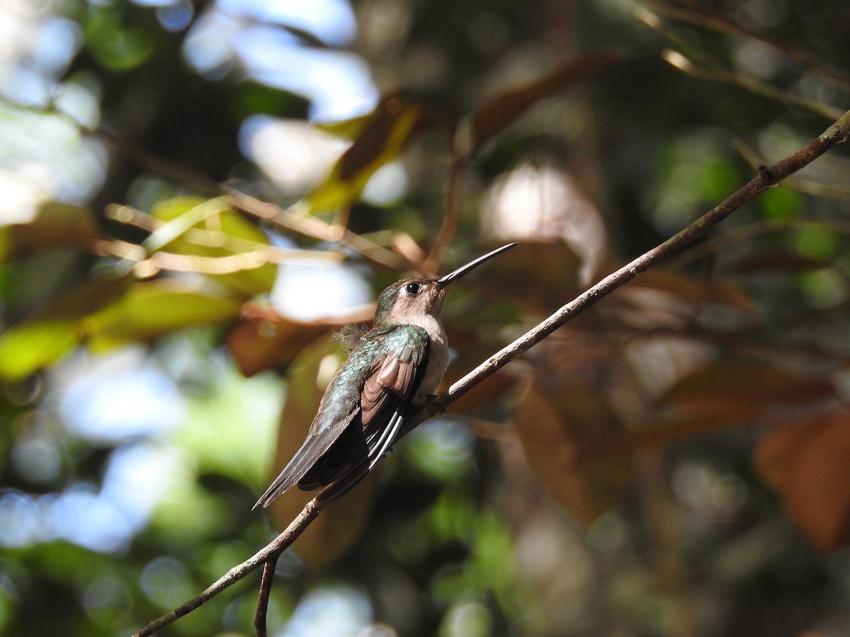 Wedge-tailed Sabrewing - Luis Gonzalez