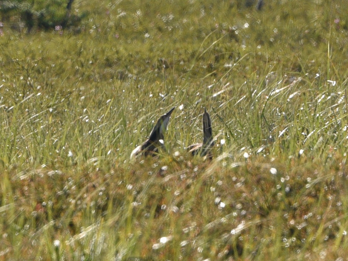 American Bittern - ML352761741